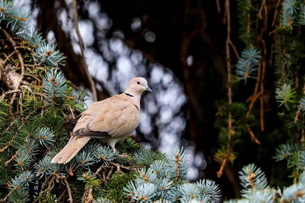 Dove Spruce Beautiful Bokeh Background Eurasian Collared Dove Streptopelia Decaocto Stock Picture
