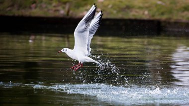 Uçan martının yakın plan fotoğrafı. Tarafsız koyu yeşil arka planda tek başına kalmış bir kuş. Siyah başlı martı, Chroicocephalus ridibundus