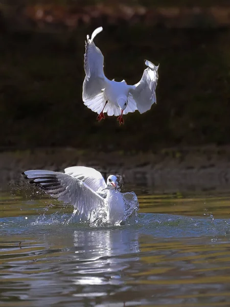 Close Photo Two Gulls Fighting Fish Isolated Birds Neutral Dark — Stock Photo, Image