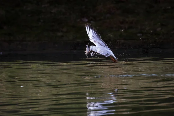 Eine Möwe Mit Einem Fisch Schnabel Vereinzelter Vogel Auf Neutralem — Stockfoto
