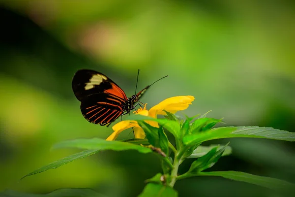 Όμορφη Νεοτροπική Πεταλούδα Κίτρινο Λουλούδι Στο Φυσικό Περιβάλλον Του Πράσινου — Φωτογραφία Αρχείου