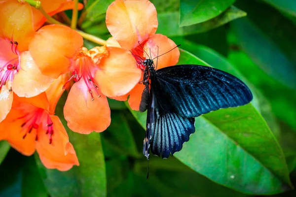 Papilio Memnon Büyük Mormon Kırlangıç Familyasından Güney Asya Özgü Büyük — Stok fotoğraf