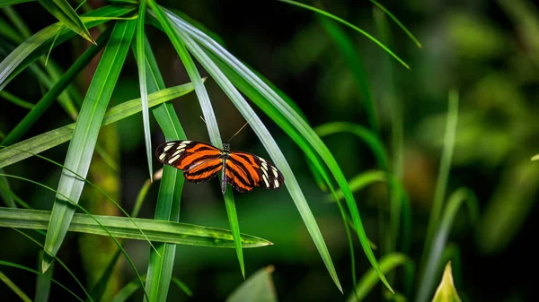 在中美洲和南美洲北部发现的一种蝴蝶 是伊斯梅纽斯虎或老虎 图库照片