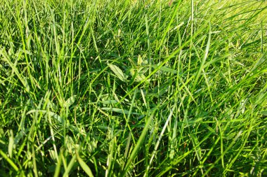 Çimler. Rüzgardaki yeşil çimenler. yeşil çimenlerin arkaplanı
