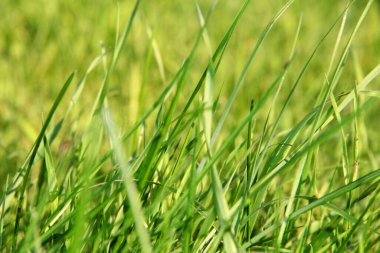 Çimler. Rüzgardaki yeşil çimenler. yeşil çimenlerin arkaplanı