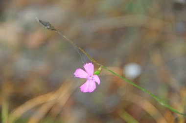 Sonbaharda yalnız bir mor çiçek