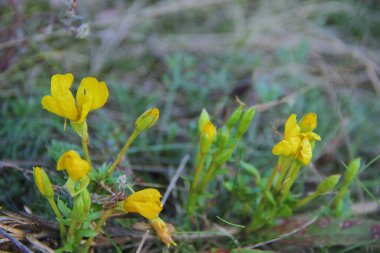 Sarı sonbahar çiçekleri tarlada