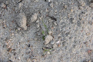 Nehrin kıyısındaki kumsalda