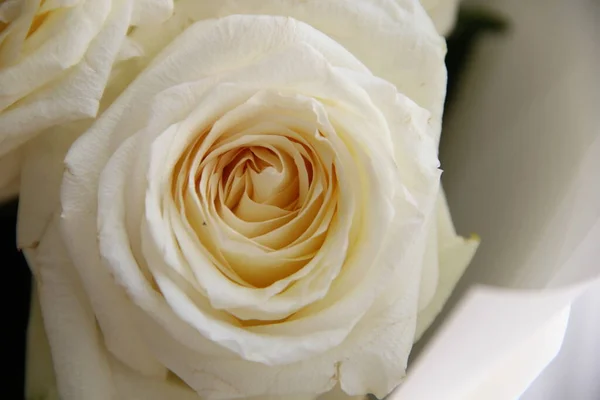 White Rose Close Cream Tea Rose — Stock Photo, Image