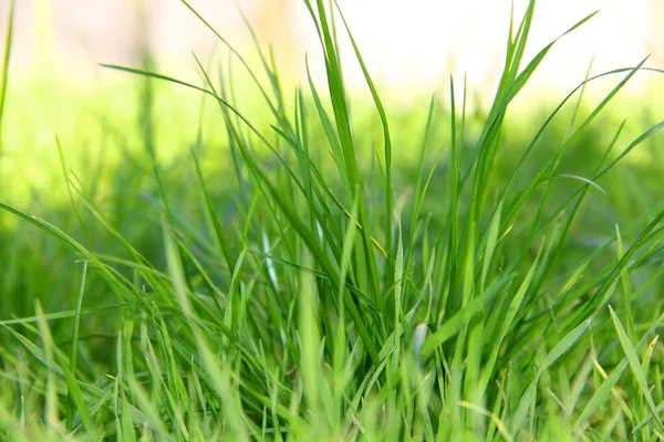 Lawn Green Grass Wind Background Green Grass — Stock Photo, Image