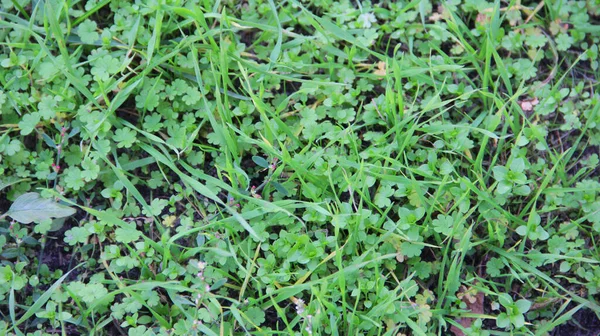 Herbe Dans Forêt Fond Herbe — Photo