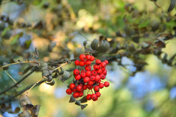 Rote Vogelbeeren Auf Einem Busch Herbstlichen Wald — Stockfoto