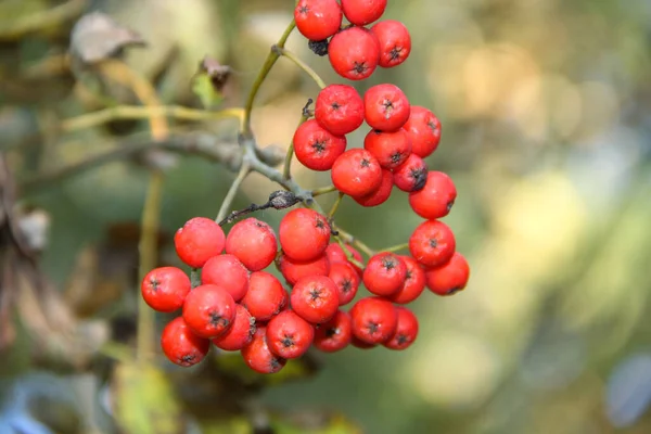 Bagas Rowan Vermelhas Arbusto Floresta Outono — Fotografia de Stock