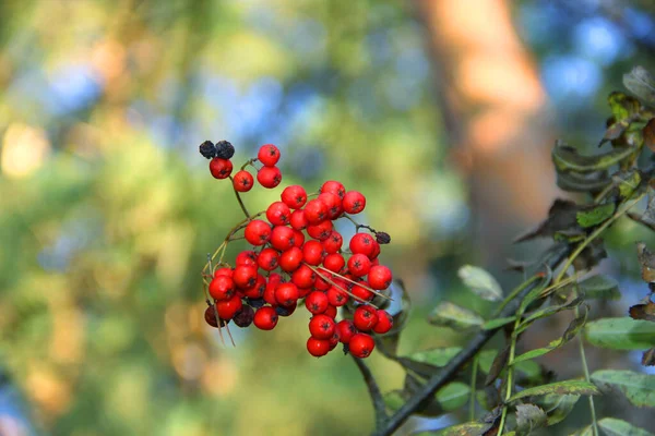 Κόκκινα Βατόμουρα Ένα Θάμνο Στο Δάσος Του Φθινοπώρου — Φωτογραφία Αρχείου
