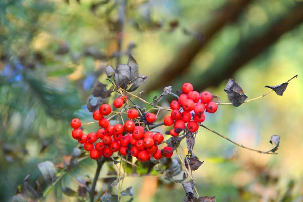 Κόκκινα Βατόμουρα Ένα Θάμνο Στο Δάσος Του Φθινοπώρου — Φωτογραφία Αρχείου