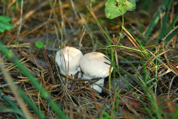 Cogumelos Grama — Fotografia de Stock