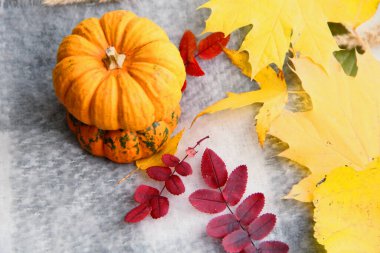 Balkabaklarıyla sonbahar sakin bir hayat