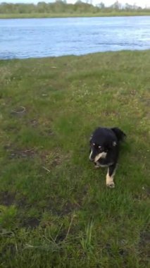 Siyah-kahverengi köpek esniyor, dudaklarını yalıyor ve nehir kıyısındaki yeşil çimlere uzanıyor.