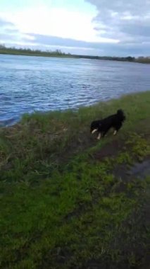 Köpek baharda nehir kıyısında sahibinin peşinden koşar.