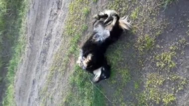 Köpek sırtüstü uzanarak oynamak istiyor çimenlerde kuyruğunu sallayarak.