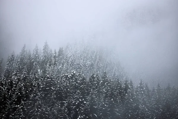 Brouillard Brouillard Dans Une Grande Forêt Pins — Photo