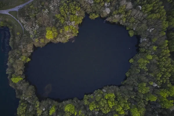 Деревья Образуют Яму Маленьким Озером — стоковое фото