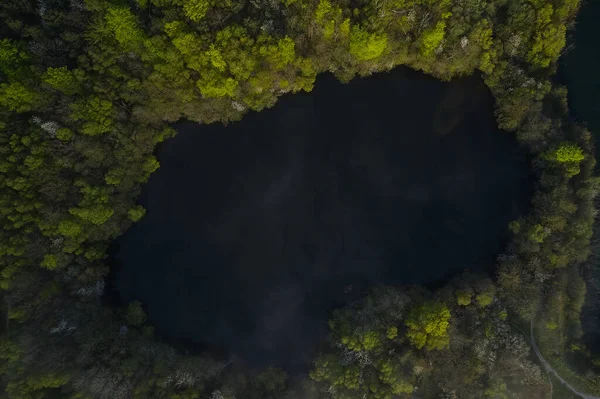 Деревья Образуют Яму Маленьким Озером — стоковое фото