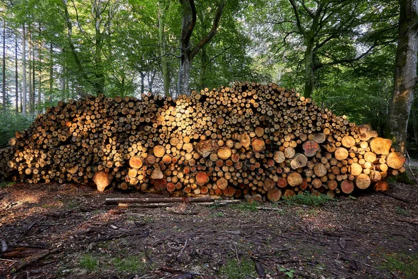 Gros Troncs Arbres Bruns Dans Une Forêt — Photo