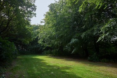 Güneş ışığıyla orman manzarası