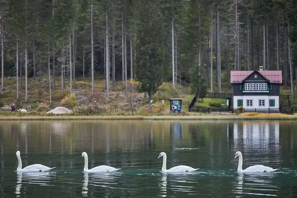 Лебедь Купающийся Озере Сша — стоковое фото