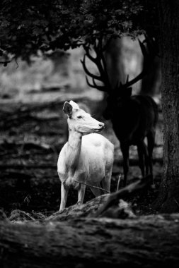 Sonbahar ormanında beyaz geyik