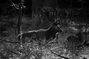 Ormanda büyük boynuzlu geyik
