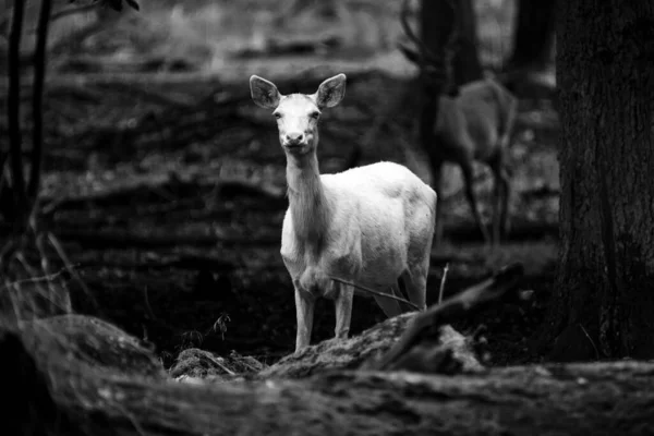 Ciervo Blanco Bosque Otoño —  Fotos de Stock