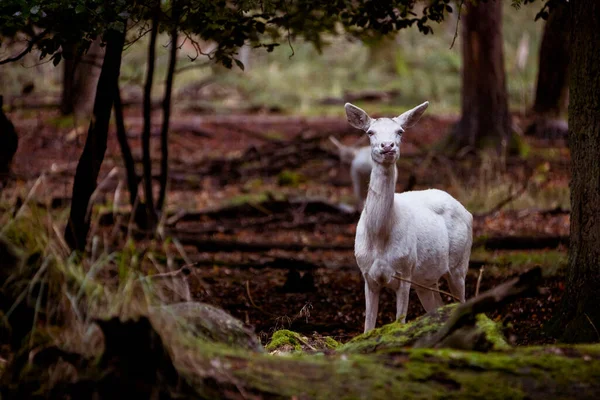 Witte Herten Het Herfstbos — Stockfoto