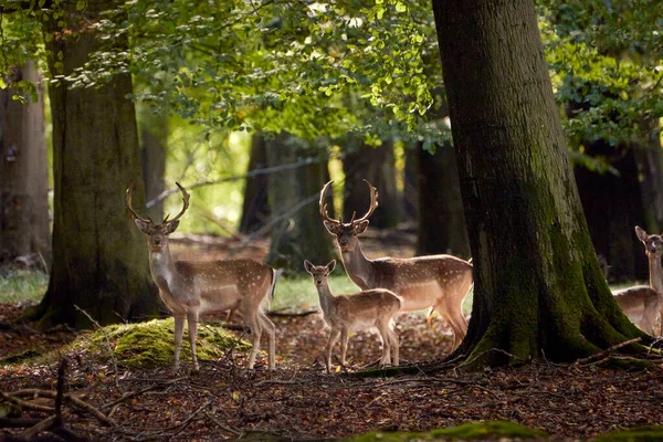 Deer Family Forest — Stock Photo, Image