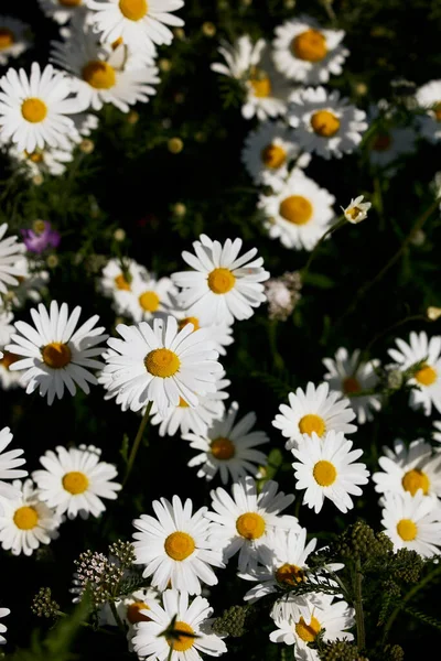 fresh white daisy flower field in denmark