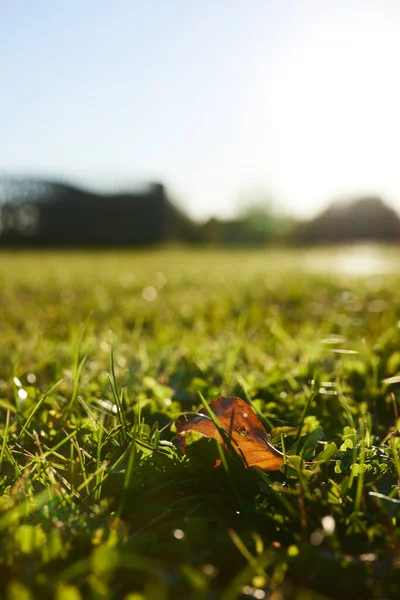 Leaf Laying Grass Morning Sun — Stock Photo, Image