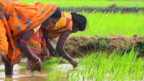 Mid close-up shot of Bengal women planting sapling. — Stock Video