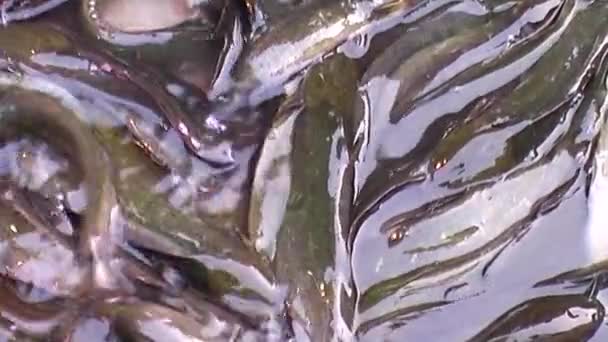 Primo piano pesce in movimento chiamato Clarias batrachus o pesce Mangur — Video Stock