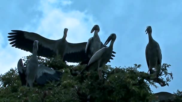 Grulla migratoria siberiana3 — Vídeo de stock