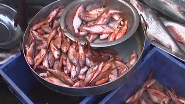 魚の市場ではアジア、インド — ストック動画