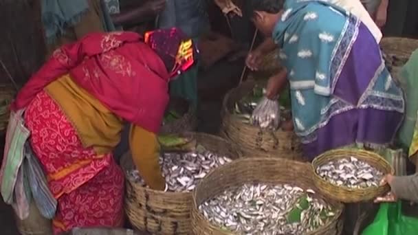 Zpracování ryb — Stock video