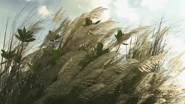 Reeds — Stock Video
