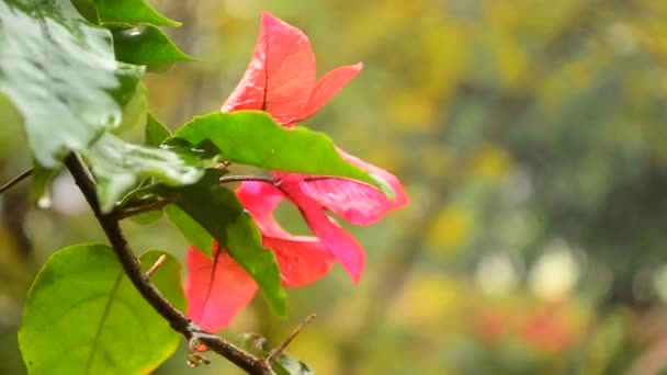 Jardín flor tras cortina , — Vídeos de Stock