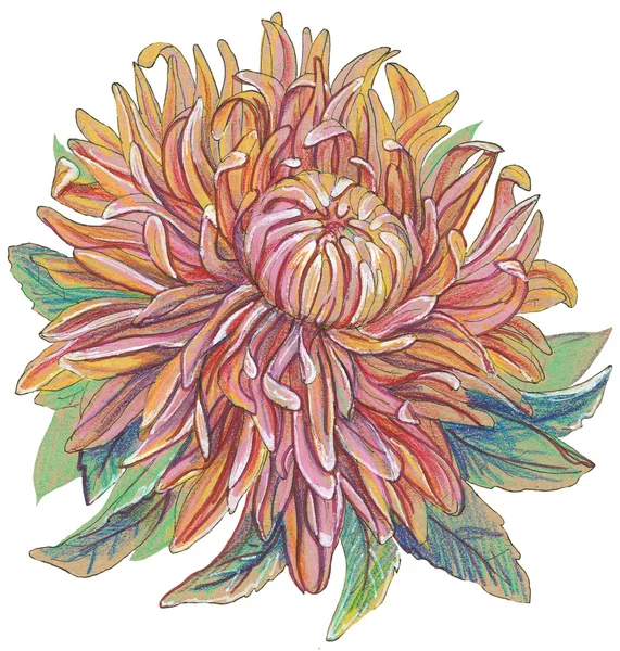 Vintage drawing of flower — Stock Photo, Image