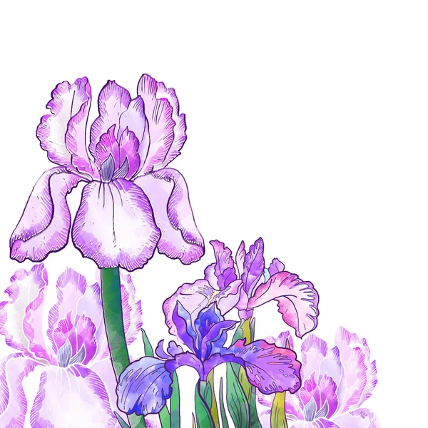 Iris bloemen — Stockfoto