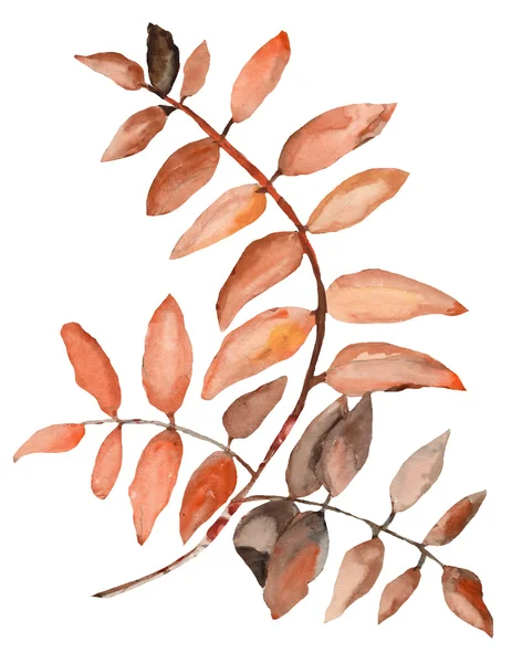 Листья ряби — стоковое фото