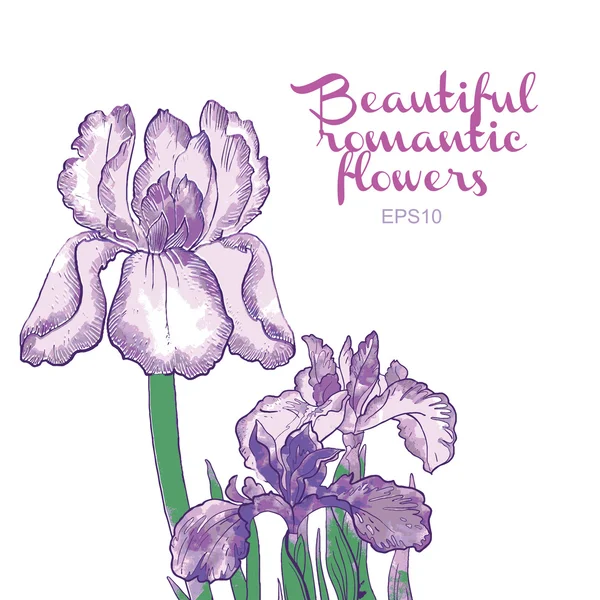 Iris květiny — Stockový vektor
