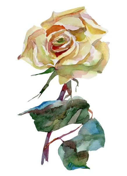 Artwork watercolor flowers roses — Stock Vector