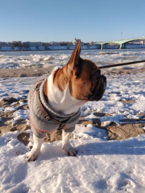 Fransız Bulldog 'u kışın kalın kazak giyer.